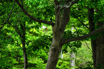 tree in the forest
