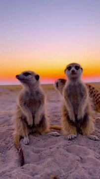 Two meerkats basking in the warm hues of sunset.