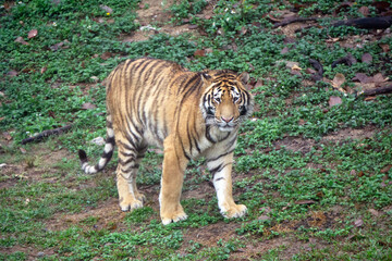An alert tiger stands proudly, its striking stripes catching the light in a natural setting.