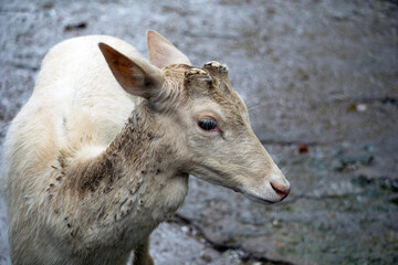 A stunning close-up shot of a beautiful, albino deer covered in mud, looking away.
