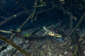 Florida red-bellied cooter underwater