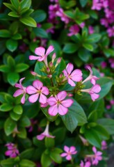 Pink Adenium obesum blossoms vibrant against lush green foliage, flower, lush