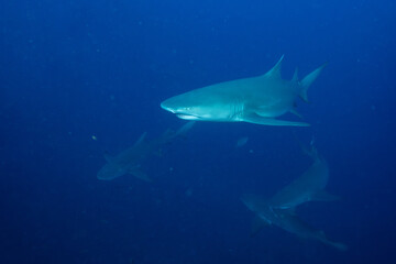 Several lemon sharks in blue ocean