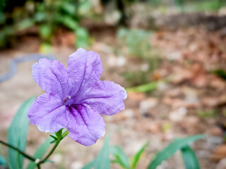 Blooming Ruellia Tuberosa Flower in Nature