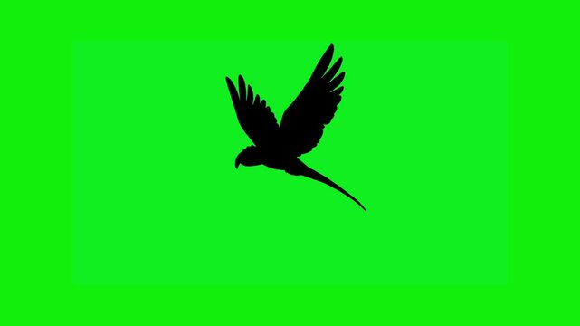 Side view animated flying parrot silhouette isolated on green screen. Concept of animals, nature, cartoon and wildlife.