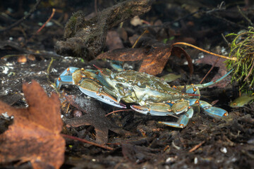 Blue crab resting in natural spring