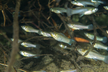 School of sailfin mollies in natural springf