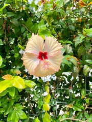 Yellow Hibiscus