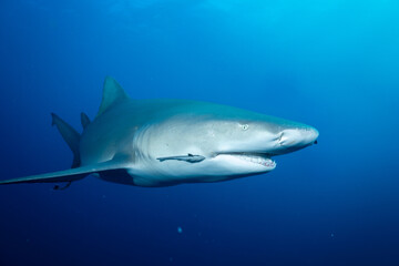 Lemon shark in the open ocean