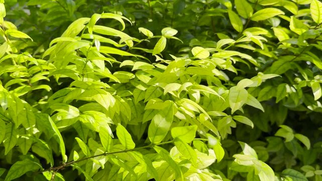Water Jasmine plants or Wrightia religiosa benth in the garden 4k Video