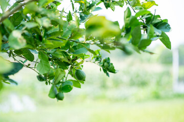 Lush green lemon tree branches garden nature serene environment close-up growth