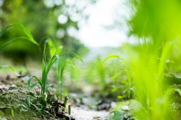 Obraz premium Growing green young plants thrive in a lush outdoor environment nature close-up viewpoint