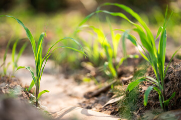 Growing green young corn plants thriving in sunlit soil nature scene close-up perspective