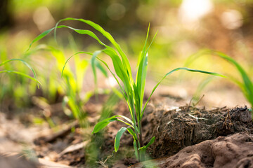 Growing green young plants emerging from soil natural environment close-up view life cycle concept