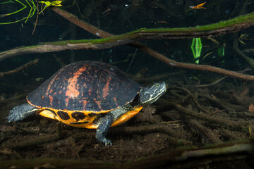 Florida red-bellied cooter resting at bottom of spring