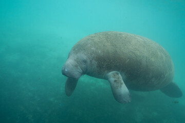 Manatee swimming in natural spring