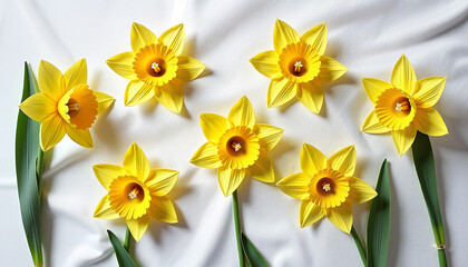 Fototapeta premium Bright yellow daffodils arranged on a white background 