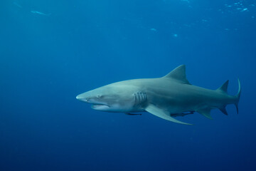 Fototapeta premium Lemon shark in the open ocean