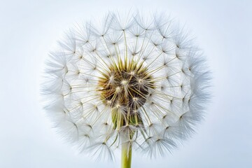 Close-up drone photography reveals a dandelion's intricate seed structure, showcasing nature's delicate artistry.