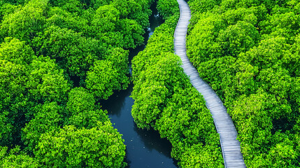 Winding Wooden Walkway Through Lush Green Forest Canopy and Dark Water Stream in a Dense Wetland Area