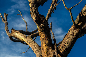 Dried tree branches against a vibrant blue sky. Stark contrast and texture highlight nature's resilience and the impact of harsh environments