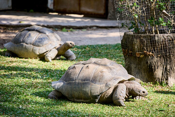 Two large turtles in the zoo enclosure