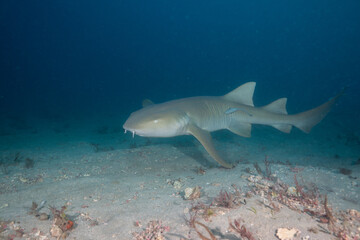 Nurse shark swimming over sandy ocean floor
