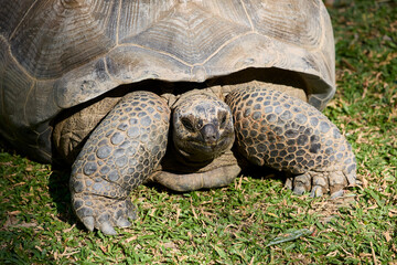 Big turtle on the grass close-up