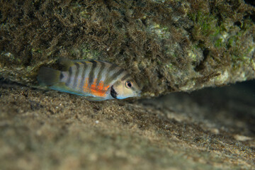 Colorful convict chichlid in natural spring