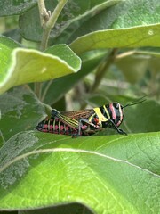 Brazialian biodiversity