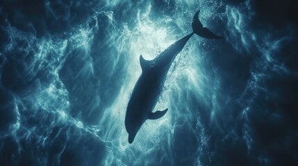 Obraz premium Dolphin Ocean Silhouette, Underwater