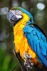 blue and yellow macaw