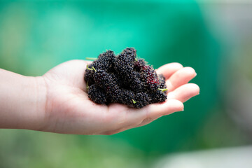 Mulberry fruit in hand on green background. Fresh black mulberry fruit.
