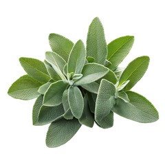 A Fresh Sprig of Sage with Soft Grayish Green Leaves Isolated on Transparent Background