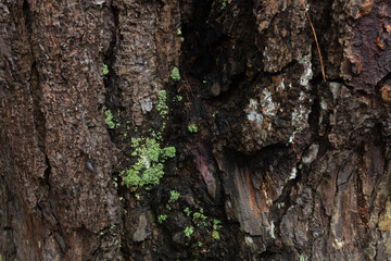 wood texture in high contrast and good resolution	