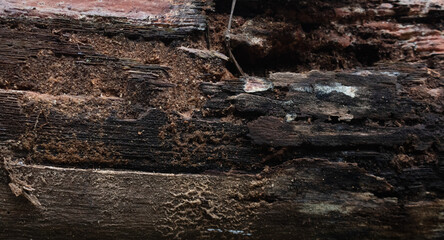 wood texture in high contrast and good resolution	
