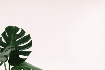 Green Monstera leaves png background