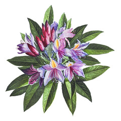 Vintage pontic rhododendron flower design element