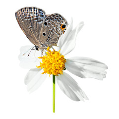 Brown butterfly png, on flower, transparent background