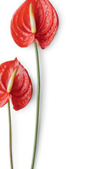 Flamingo flower on a white background design resource design element