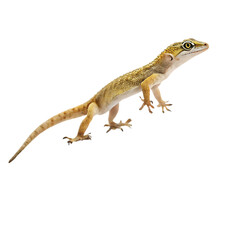 Naklejka premium Gecko Mid Stride on a Flat Surface, Body Slightly Curved, Captured in Motion with Realistic Detail