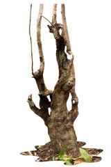ธree stump isolated on white background with clipping path included.