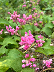 beautiful Antigonon leptopus flowers in the garden