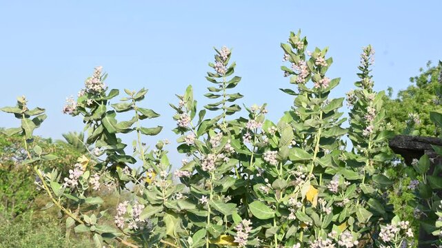 Flowering plant of Calotropis gigantea. Its other names is&nbsp;crown flower,&nbsp;Giant milkweed, Bowstring hemp, Swallow wort, and Asclepiad tree. This plant is used in many Ayurvedic medicines.&nbsp;
