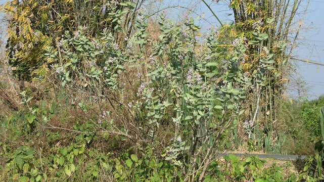 Flowering plant of Calotropis gigantea. Its other names is&nbsp;crown flower,&nbsp;Giant milkweed, Bowstring hemp, Swallow wort, and Asclepiad tree. This plant is used in many Ayurvedic medicines.&nbsp;
