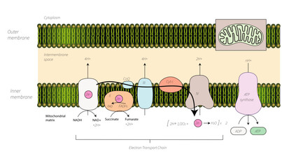 Electron Transport Chain
ref: http://hyperphysics.phy-astr.gsu.edu/hbase/Biology/etrans.html