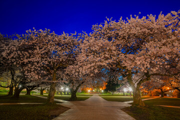 Cherry Blossoms at the WU