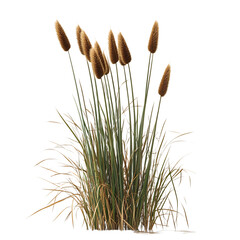 Lush Cattail Plant with Tall Brown Flower Spike Isolated on Transparent Background