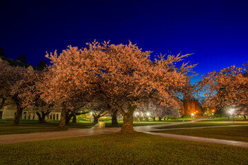 Naklejka premium Cherry Blossoms at the WU