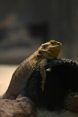 The bearded dragon is enjoying a vacation in its terrarium.